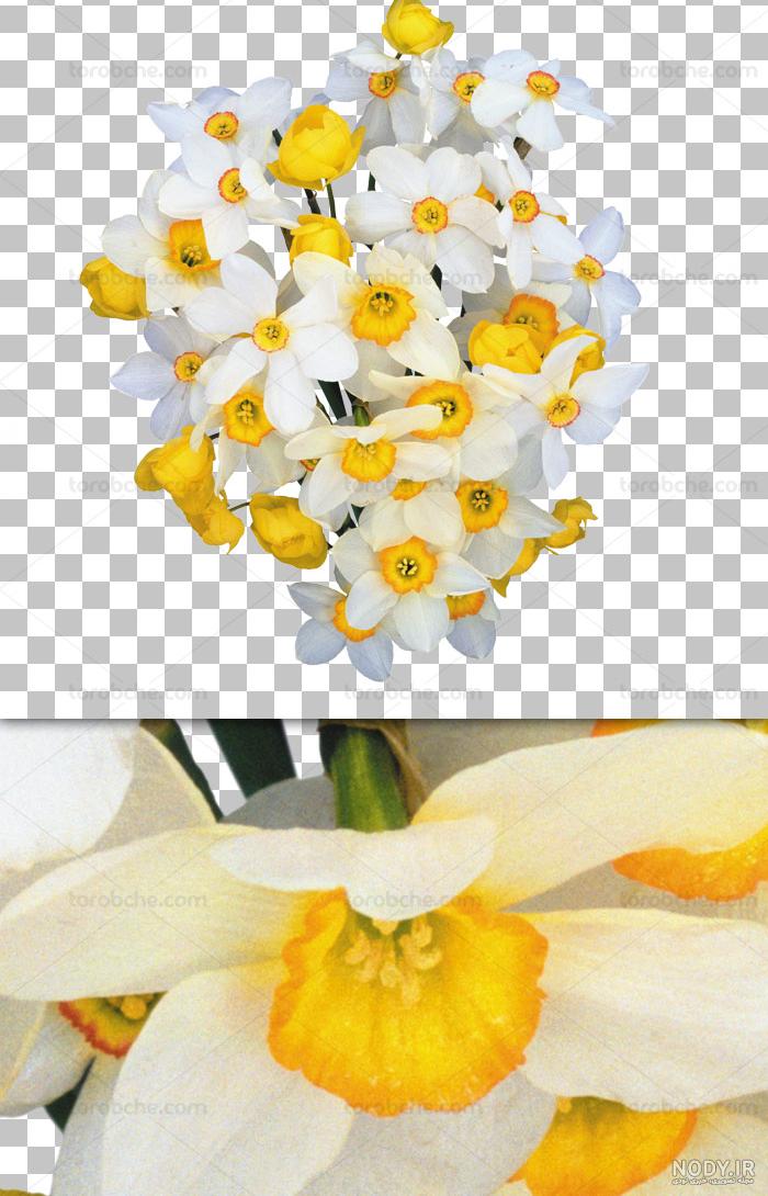 تصاویر لایه باز گل نرگس