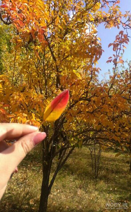 عکس برگ برای پس زمینه عکس برگ برای پس زمینه