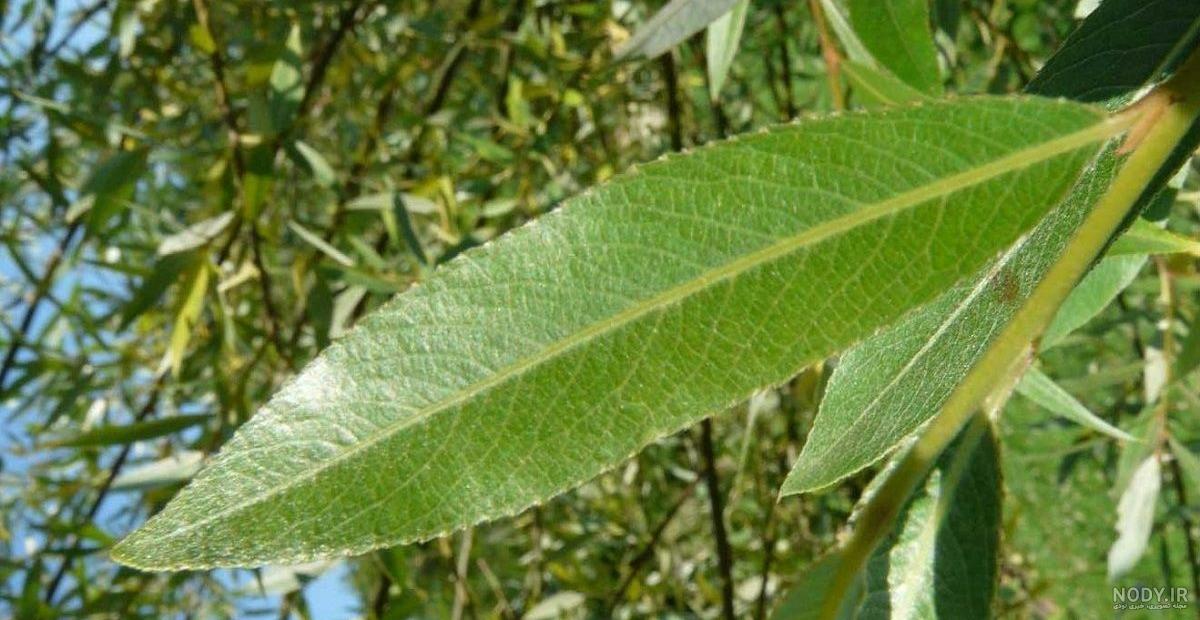 عکس درخت بید مجنون برای پروفایل عکس درخت بید مجنون برای پروفایل