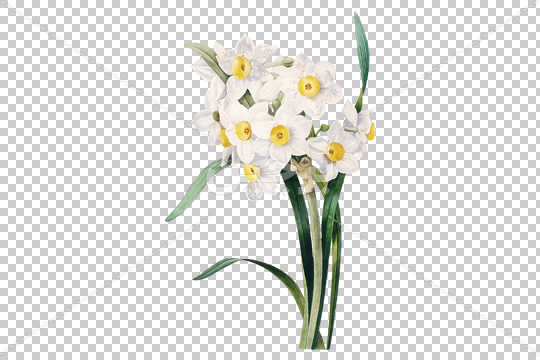 عکس لایه باز گل نرگس