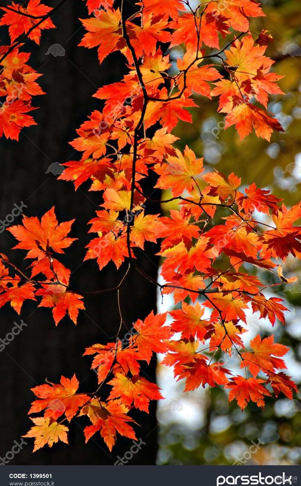 عکس پاییزی غمگین عکس پاییزی غمگین