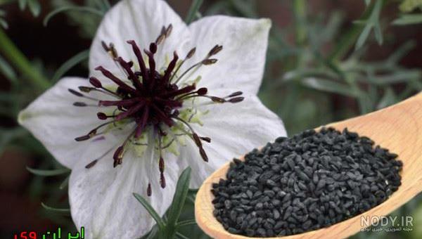 لاغری با سیاه دانه