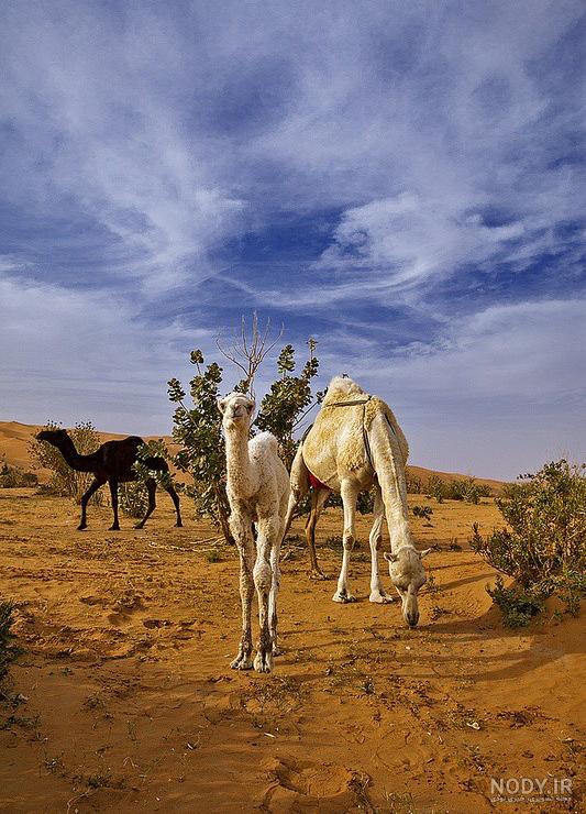 بزرگترین شتر بزرگترین شتر