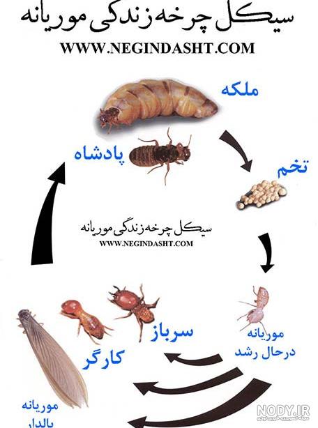 تله بید فرش