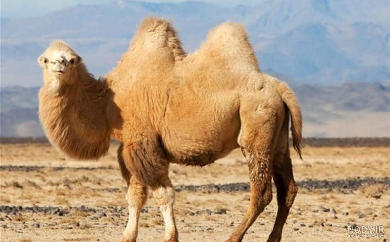 دشمن شتر دشمن شتر