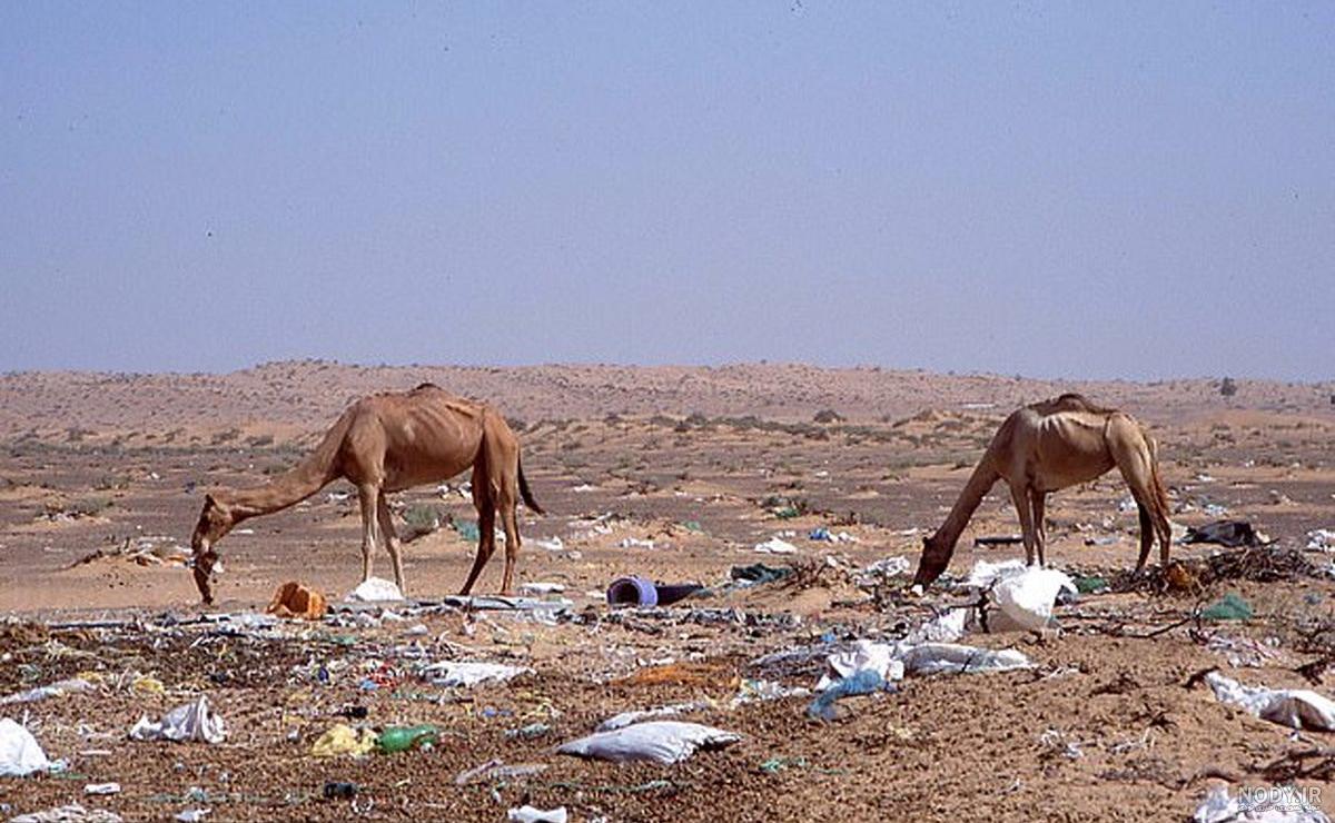 دشمن شتر دشمن شتر