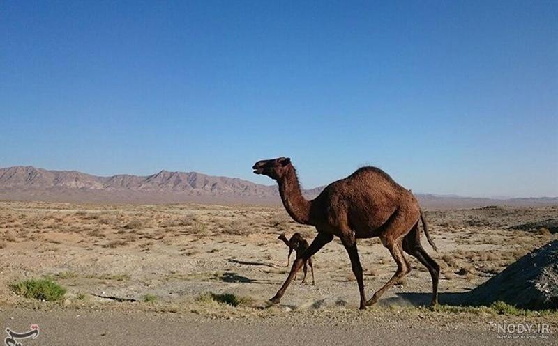 عکس انواع شتر عکس انواع شتر
