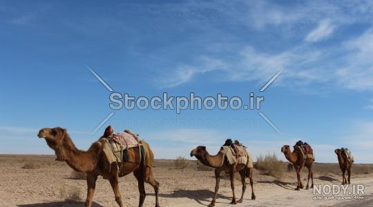 عکس شتر در بیابان عکس شتر در بیابان