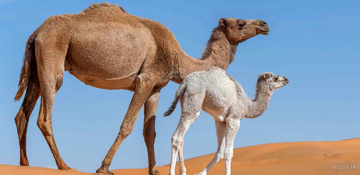 عکس شتر ماده عکس شتر ماده