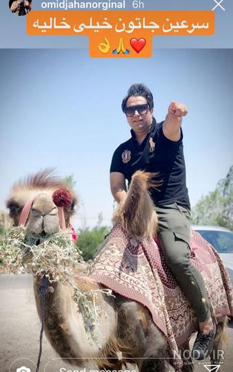 عکس شتر ماده عکس شتر ماده