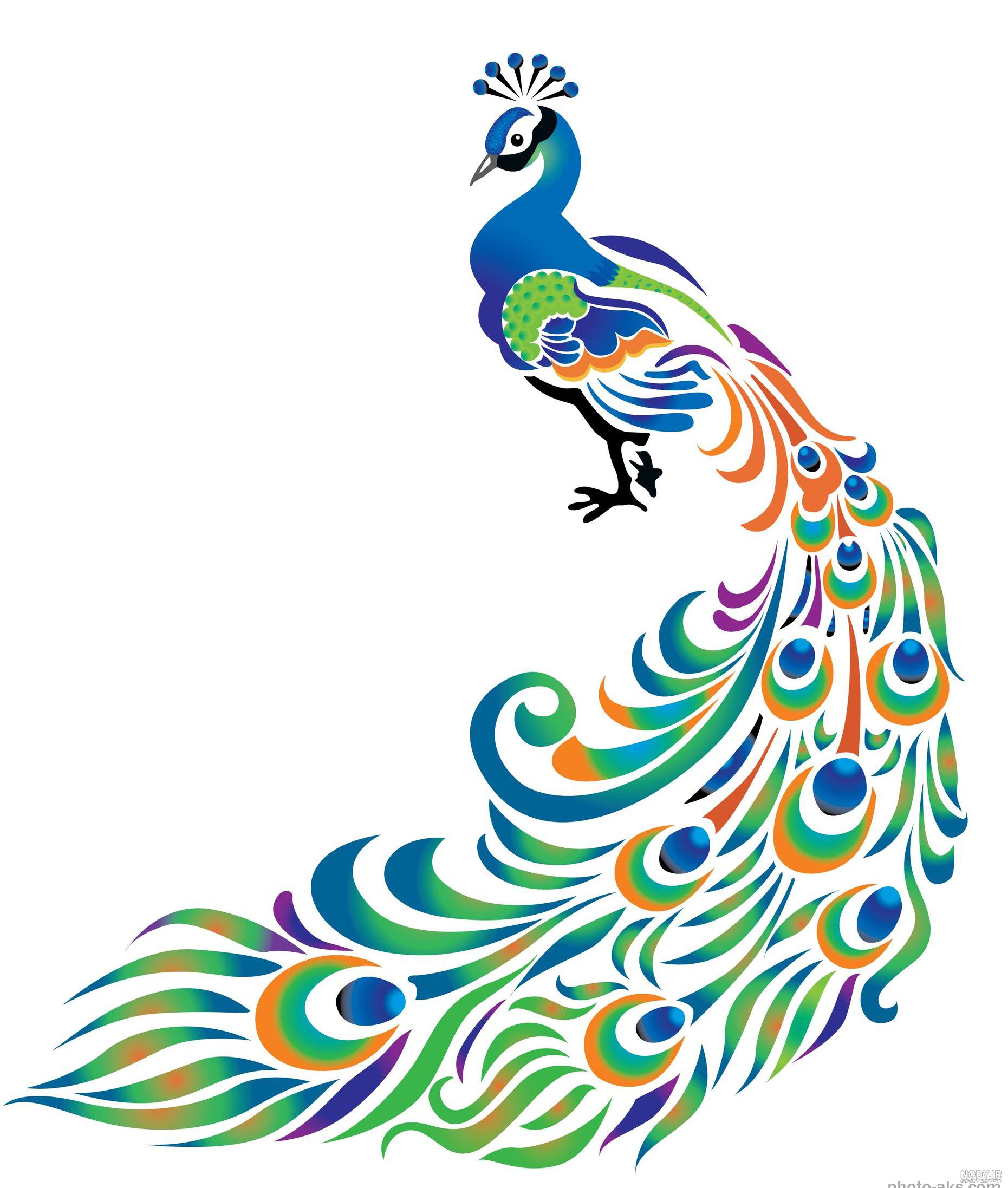 عکس طراحی طاووس