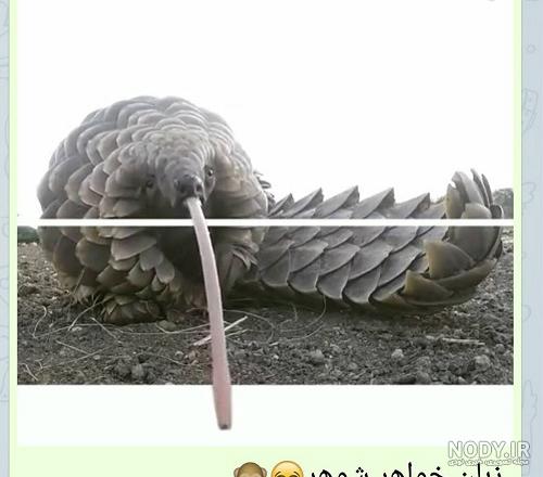 عکس طنز مادر شوهر و عروس