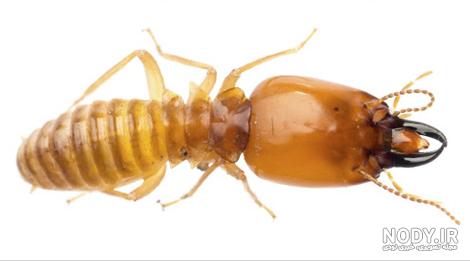 عکس موریانه چوب