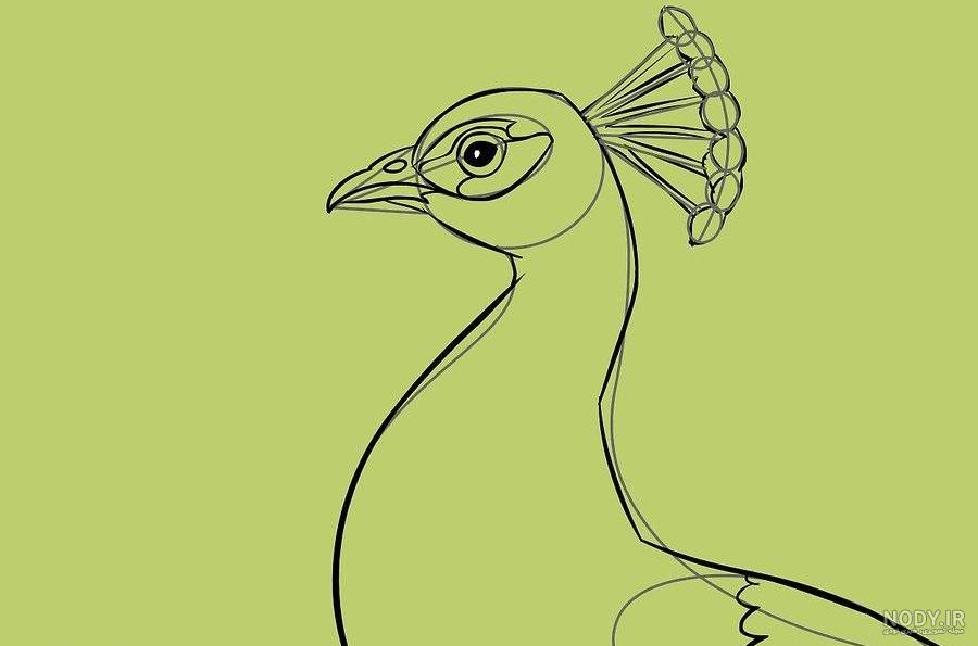 عکس نقاشی طاووس