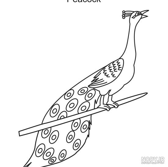 فیلم نقاشی طاووس