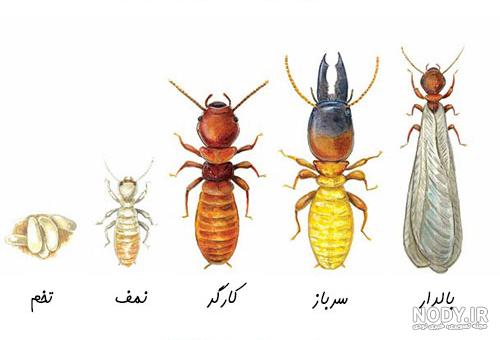 موریانه از کجا میاد