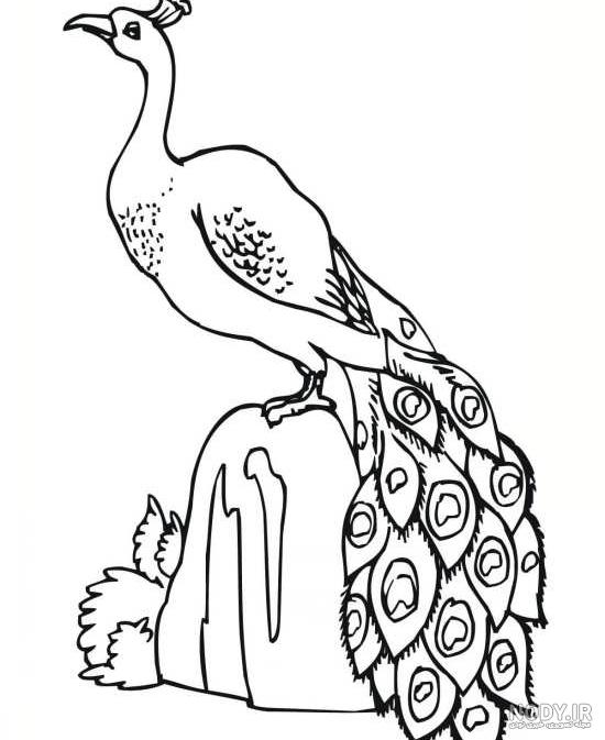 نقاشی طاووس در جنگل