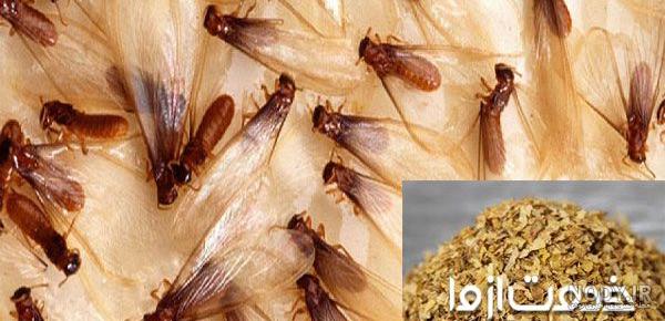 گازوئیل و موریانه