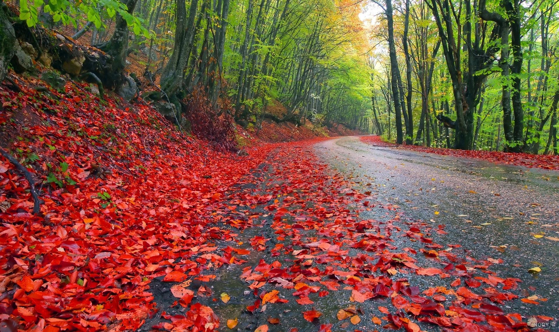  عکس پاییز بارانی