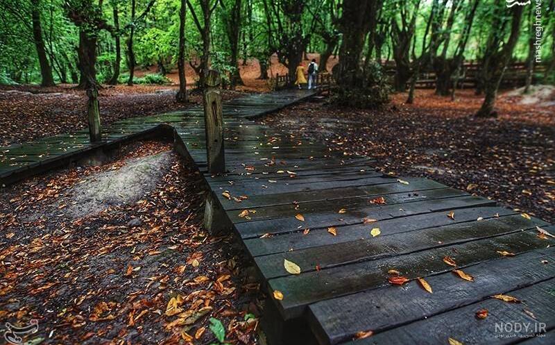  عکس پاییز بارانی