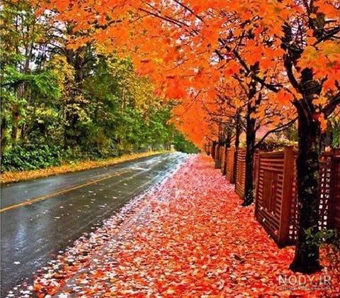  عکس پاییز بارانی
