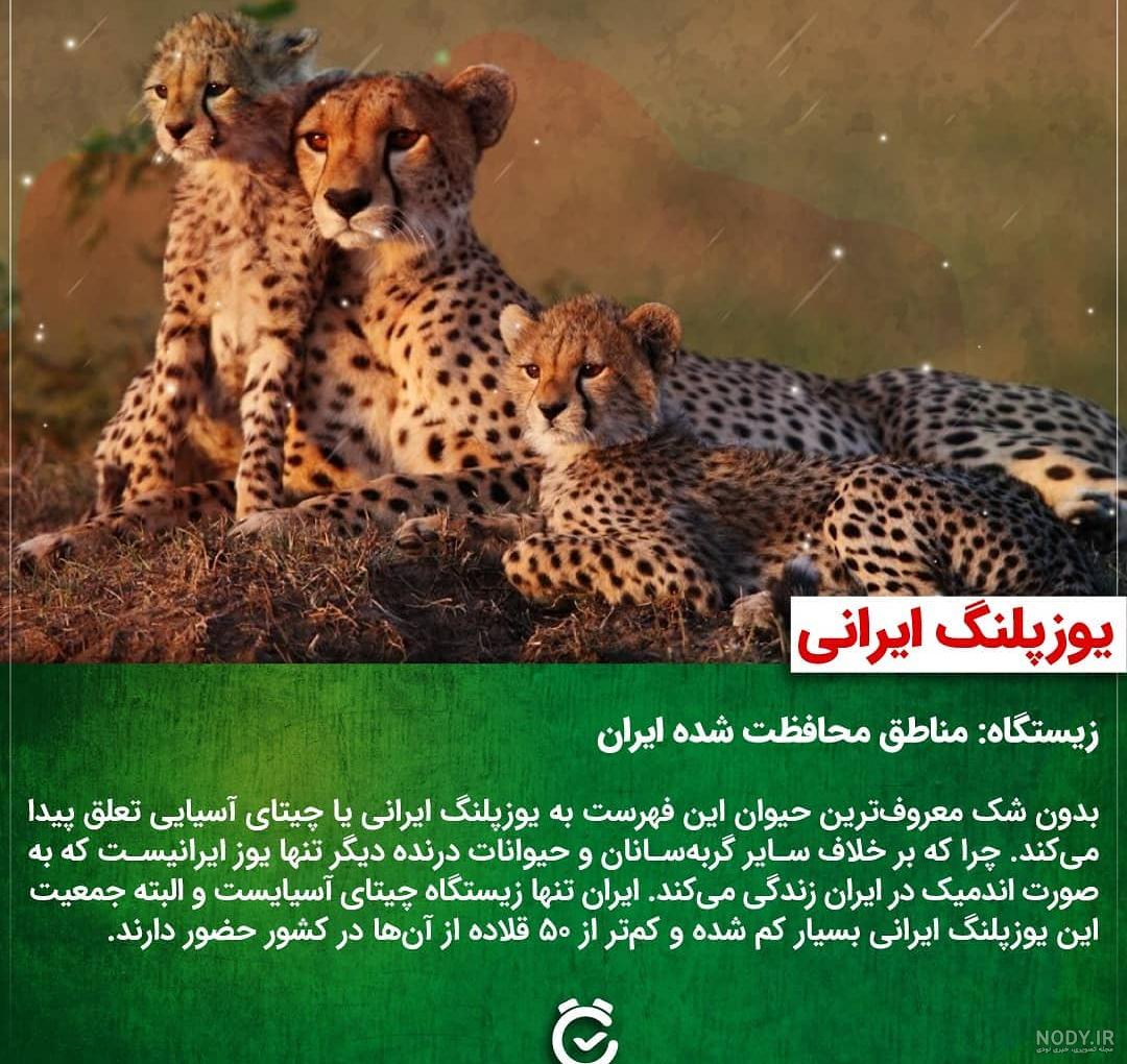 آموزش نقاشی یوزپلنگ
