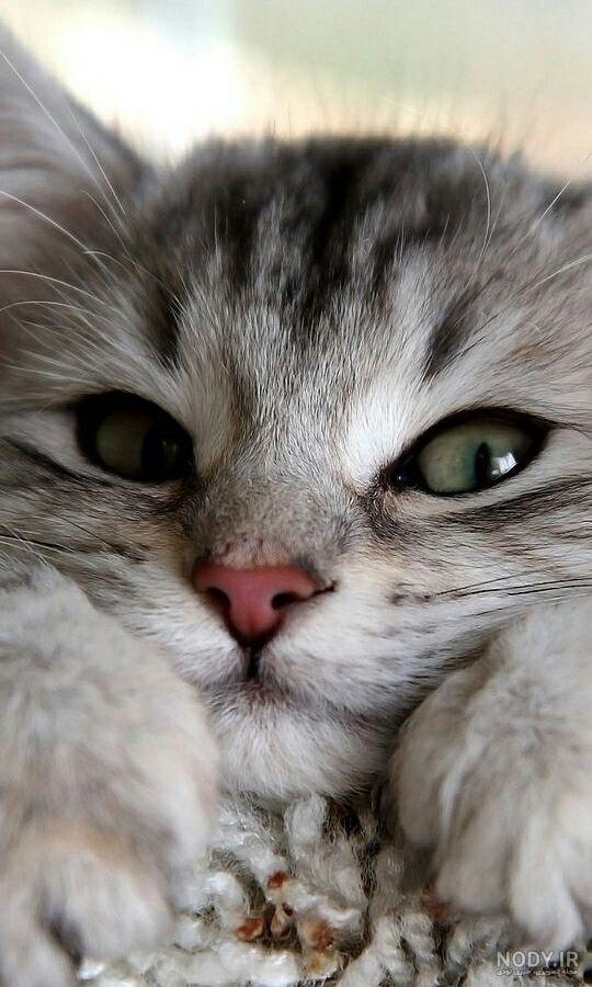 بک گراند گربه فانتزی بک گراند گربه فانتزی