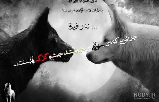 توله گرگ خانگی