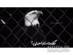خطرناک ترین عقاب دنیا خطرناک ترین عقاب دنیا