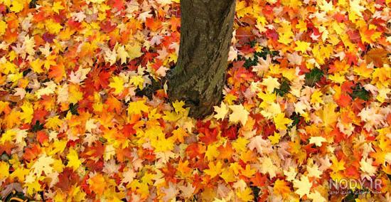 زیباترین عکسهای پاییزی