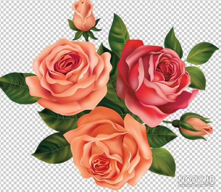 عکس png گل رز عکس png گل رز