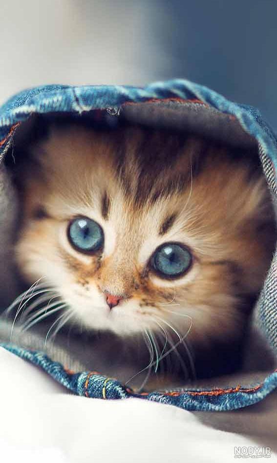 عکس بک گراند گربه عکس بک گراند گربه