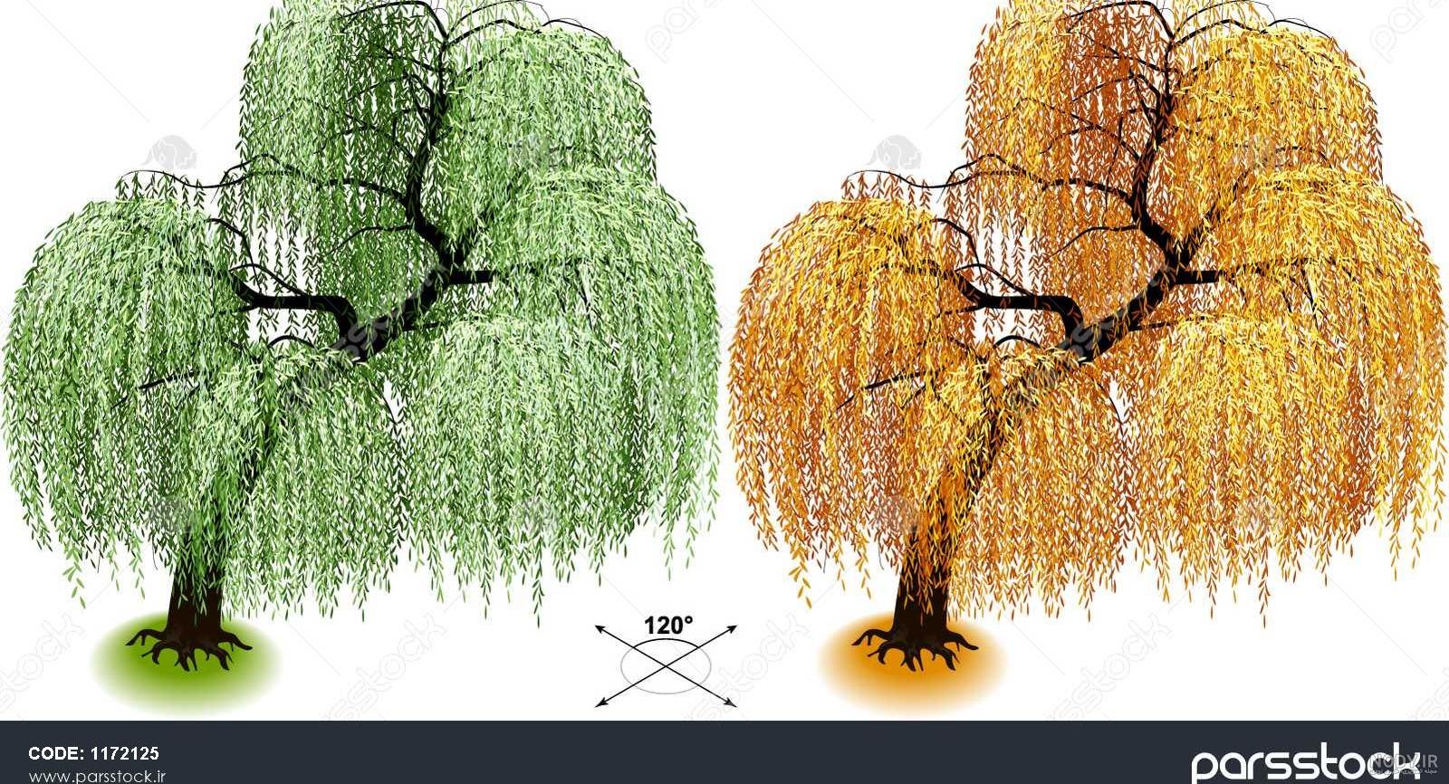 عکس درخت بید معمولی عکس درخت بید معمولی