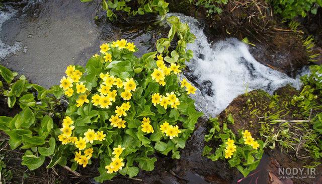 عکس طبیعت واقعی برای پروفایل عکس طبیعت واقعی برای پروفایل