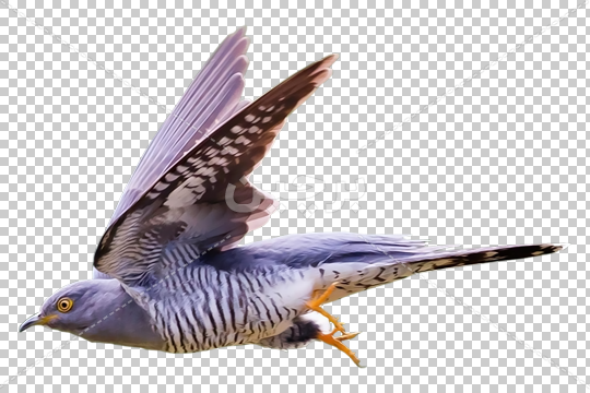 عکس لایه باز پرنده