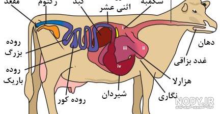 عکس لوزالمعده گاو