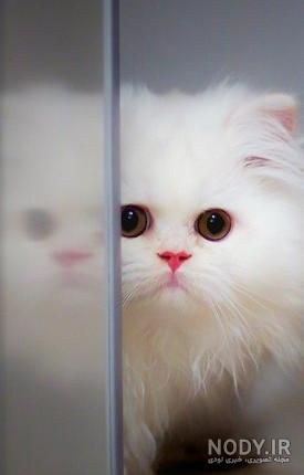 عکس پس زمینه گربه عکس پس زمینه گربه