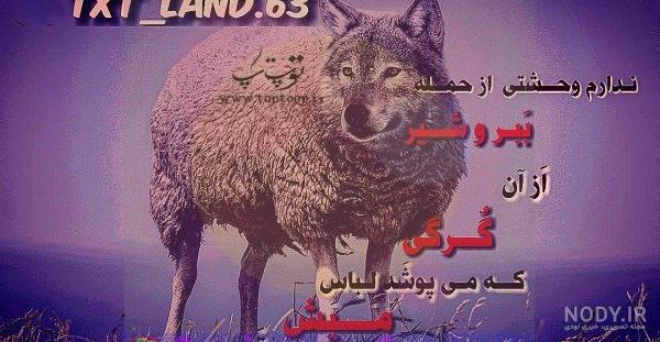 عکس گرگ سیاه ترسناک