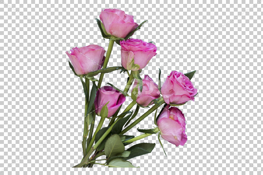 عکس گلابی png عکس گلابی png