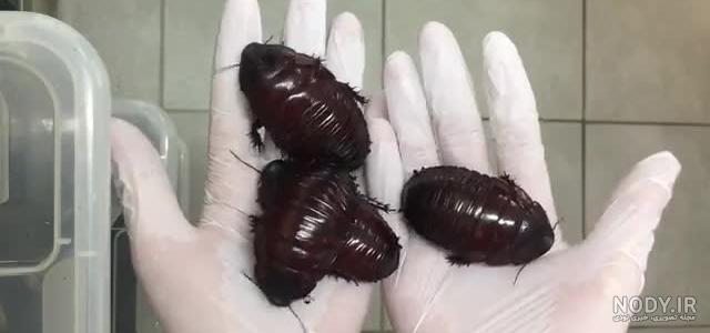 فیلم سوسک ترسناک فیلم سوسک ترسناک