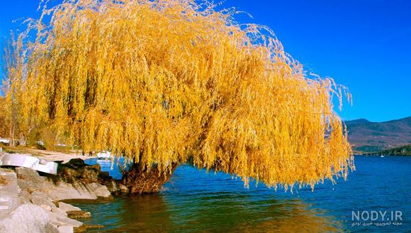 چرا به درخت بید مجنون میگویند چرا به درخت بید مجنون میگویند