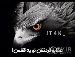 کوچکترین عقاب دنیا کوچکترین عقاب دنیا