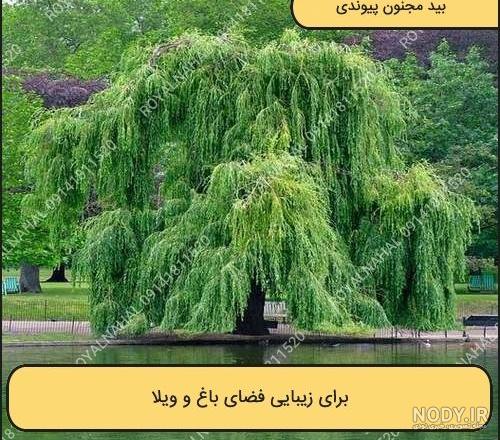 تاریخچه درخت بید