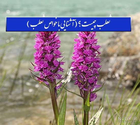 ثعلب در آشپزی
