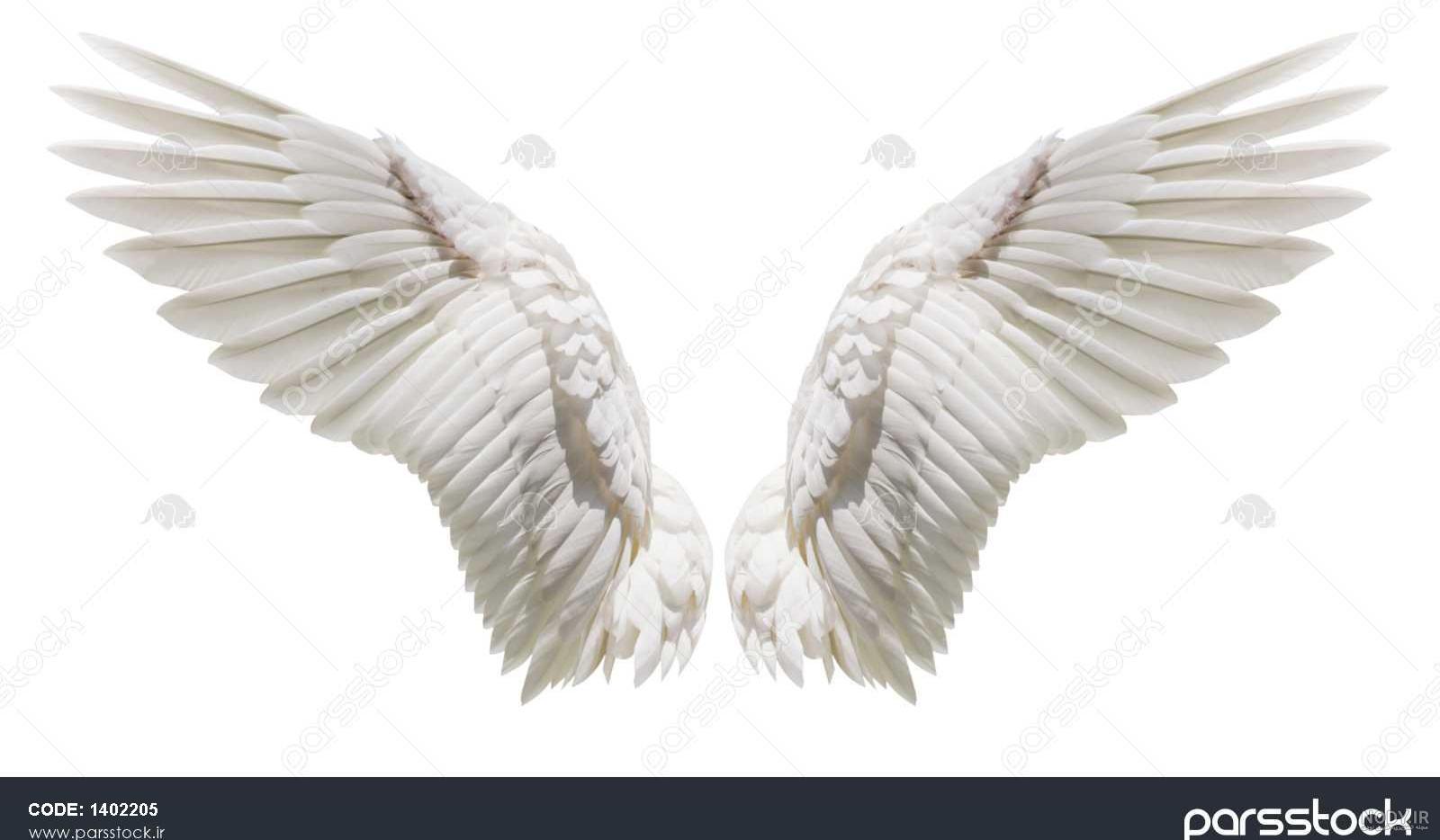 خرید عروسک پرنده خرید عروسک پرنده