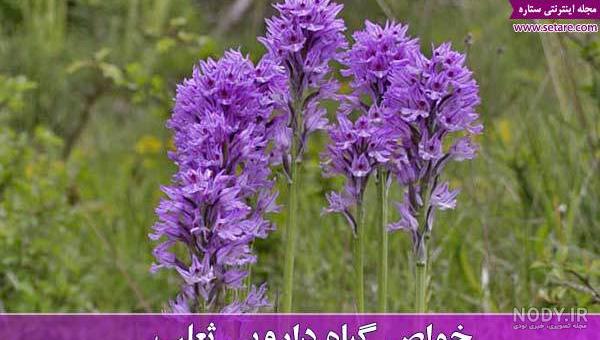 رنگ پودر ثعلب