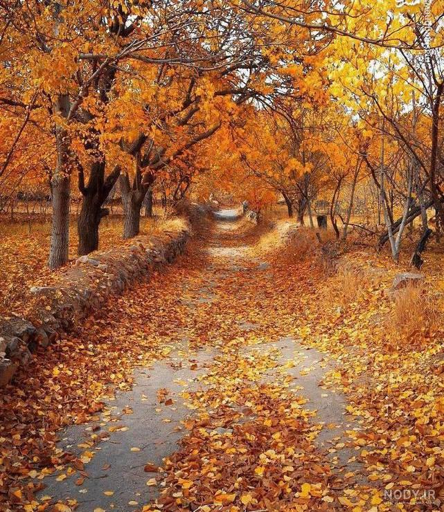 عکس برگ پاییزی برای پروفایل