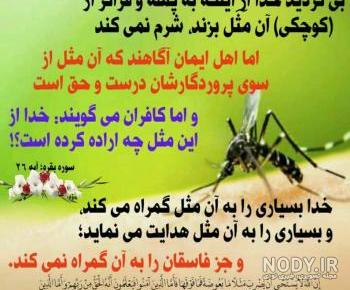 عکس پشه سالک