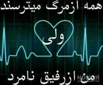 عکس گرگ قرمز عکس گرگ قرمز