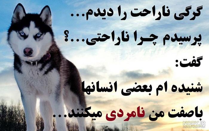 عکس گرگ واقعی عکس گرگ واقعی